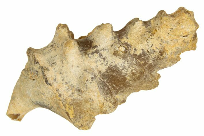 Agatized Gastropod (Cerithium?) Fossil - Morocco #338027